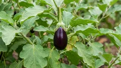 Warum Auberginen schlechte Vorpflanzen sind: und was dort wachsen kann