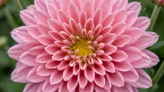 Werfen Sie Chrysanthemen nach der Blüte nicht weg: Was Sie tun können, damit sie länger als eine Saison blühen