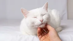 Diese vier Typen von Menschen betrachtet die Katze als ihre eigenen, die übrigen sind nur Bedienstete.