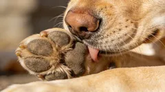 Mein Hund leckt sich die Pfoten: häufigste Ursachen und was Sie zu Hause tun können