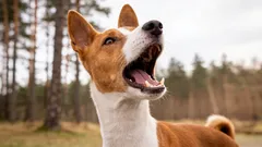 Diese Hunde haben das System kaputt gemacht: Welche Rassen können überhaupt nicht bellen?