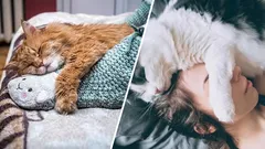 Why do some cats sleep at their owner's feet, while others sleep near their head?