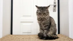  Katzen werden wütend, wenn sie allein gelassen werden: Es geht nicht nur darum, dass sie vernachlässigt werden, es ist viel schlimmer.