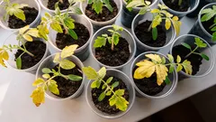 Werden die Blätter gelb? Wie kann man die Setzlinge dringend düngen, um die Ernte zu retten?