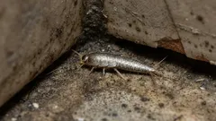 Silberne Flecken im Badezimmer? So erkennen Sie die Ursache und bekommen die Situation in den Griff