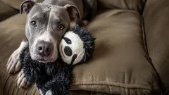 7 nützliche Regeln, die das Leben Ihres Hundes verlängern können