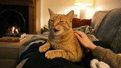 Die Katze bedankt sich, und wir vertreiben sie. Wie man wichtige Signale seines Haustieres nicht übersieht