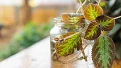 20 Zimmerpflanzen, die einfacher zu züchten sind als zu kaufen