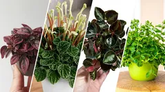 Die interessantesten und beliebtesten Peperomia-Sorten