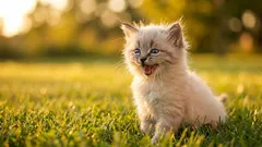 Why does a cat often meow in response when its owner addresses it?