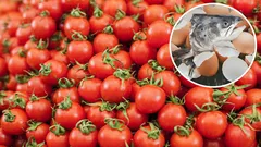 Warum sollte man Fischköpfe und Eierschalen unter die Wurzeln von Tomaten legen? 5 Schritte zum erfolgreichen Anbau von Tomaten.