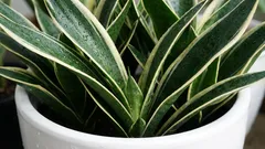 Sie leben jahrzehntelang: Klassiker unter den Zimmerpflanzen. Unkompliziert und schön.