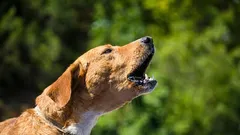 Wie man einem Hund das unnötige Bellen in der Wohnung ohne Schreien und Bestrafungen abgewöhnt