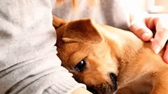 Wie Hunde uns um Hilfe bitten: 7 Signale, die wir oft übersehen