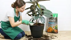 Pflanzen, deren Erde jährlich gewechselt werden muss. Verpassen Sie diesen Moment im Frühling nicht!