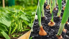 Warum Bohnen von Zwiebeln isolieren: Ein Fehler, der dazu führt, dass beide verkümmern