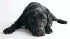 9 Verhaltensweisen, die bei einem Hund Wut und Groll gegenüber seinem Besitzer hervorrufen: Was Sie nicht tun sollten, wenn Sie Ihrem Hund Gutes tun wollen