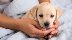 Welpen allein lassen: so klappt das Training ohne Trennungsstress