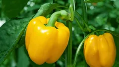 Was Sie auf keinen Fall neben Paprika pflanzen sollten: der Feind Ihrer Ernte