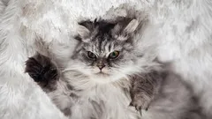 5 Wege, um Ihrer Katze zu zeigen, dass Sie das Sagen im Haus haben, nicht sie